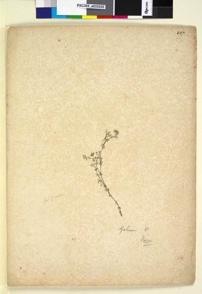 Page 257. Galium sp. by John William Lewin